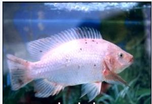 星洲紅魚 星洲紅魚