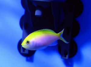 夏威夷寶石 夏威夷寶石