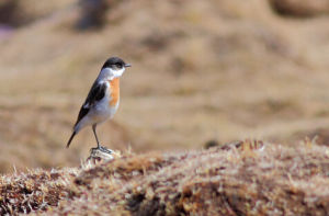 白喉竄鳥 白喉竄鳥