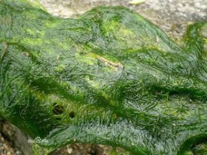 亞洲水綿 亞洲水綿