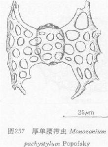 厚單腰帶蟲 厚單腰帶蟲