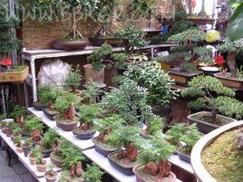 西三教花卉市場 西三教花卉市場