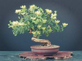 金銀花盆景 金銀花盆景