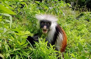 紅疣猴屬 紅疣猴屬