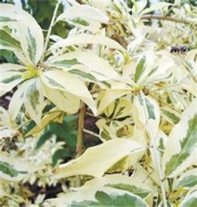 彩葉絲棉木 彩葉絲棉木