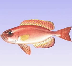 短尾大眼鯛 短尾大眼鯛