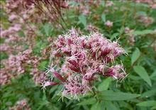 佩蘭[澤蘭屬植物]