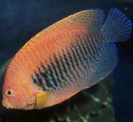 環眼丹波魚 環眼丹波魚