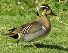 花臉鴨