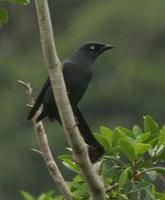 北美拉尼西亞鵑鵙