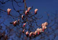 望春[木蘭科木蘭屬植物]