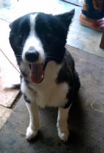 卡累利亞熊犬 卡累利亞熊犬