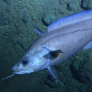 南極美露鱈 南極美露鱈