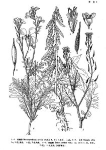 芝麻菜(原變種)