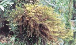 花葉蘚科 花葉蘚科