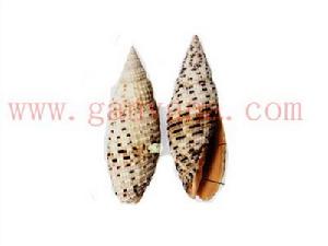 蝶斑筆螺 蝶斑筆螺