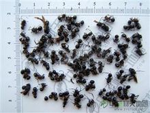 黑螞蟻