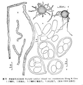 厚壁接骨木白粉菌