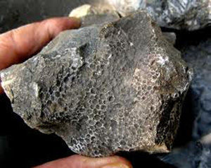 床板珊瑚 床板珊瑚