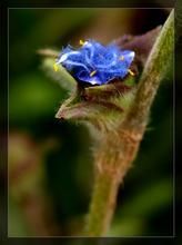 大藍耳草 大藍耳草