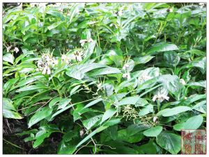 橫蒴苣苔屬 橫蒴苣苔屬