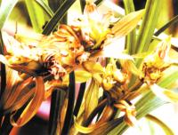 烏蒙雄獅 烏蒙雄獅