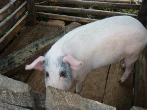 忙壩自然村-生豬養殖