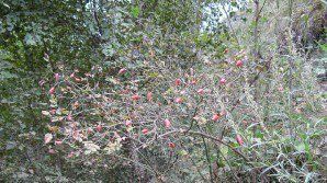 尖刺薔薇 尖刺薔薇