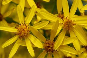 林蔭千里光 林蔭千里光