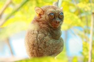 眼鏡猴類 眼鏡猴類