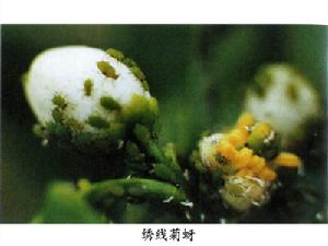 柑橘繡線菊蚜 柑橘繡線菊蚜