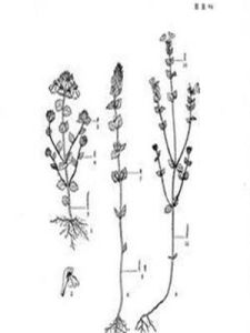 大魯閣小米草 大魯閣小米草