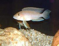 坦乾伊克湖慈鯛 坦乾伊克湖慈鯛