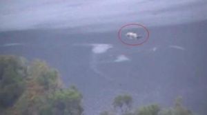 新疆喀納斯湖怪