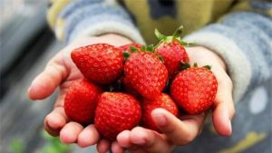 大郎草莓採摘園 大郎草莓採摘園