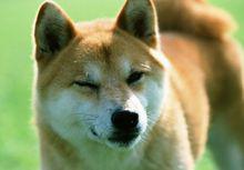 柴犬[日本柴犬]