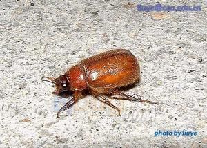 小黃鰓金龜 小黃鰓金龜