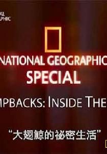 大翅鯨的秘密生活 大翅鯨的秘密生活