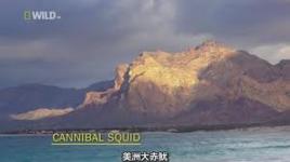 動物零距離五:美洲大赤魷 動物零距離五:美洲大赤魷