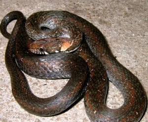 繡鏈腹鏈蛇 繡鏈腹鏈蛇