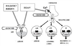 西尼地平 西尼地平