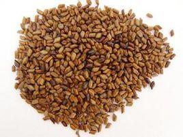 炒決明子 炒決明子