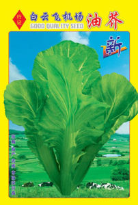 白雲飛機場油芥