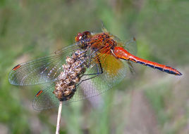 蝦黃赤蜻 蝦黃赤蜻