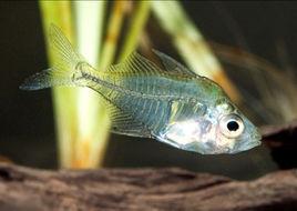 鋸蓋魚科 鋸蓋魚科