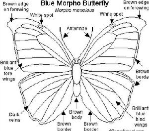 大閃蝶翅膀鱗片的排列實圖