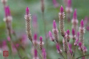 海南青葙 海南青葙