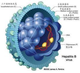 B肝病毒表面抗體