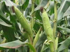 萬甜1826 萬甜1826