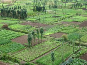 官廂自然村農田